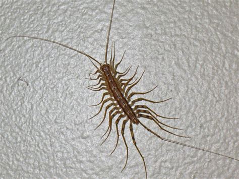 Centipedes are also arthropods, but not insects: House Centipede | HGTV