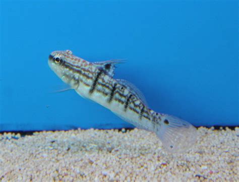 Sleeper Banded Goby Zoochat