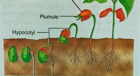 Epigeal Germination In A Mung Bean And Hypogeal Germination In Pea
