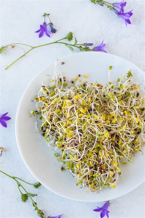 How To Grow Broccoli Sprouts No Dirt Required Clean Eating Kitchen