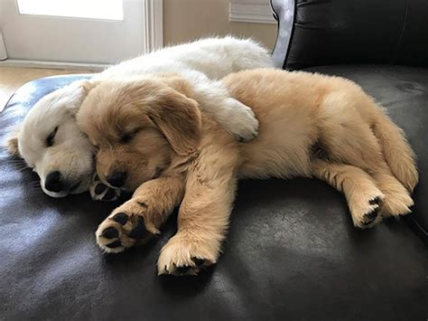Pick of the litter pups, if not kept by us for show, are available for an extra $500. 13 Pictures Of Golden Retriever Puppies That Show Just How ...