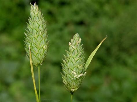 Spread the black beauty ® seed evenly by hand in small areas, and use a lawn spreader for large areas. Annual canarygrass (Phalaris canariensis), NJ native plants | Fleurs