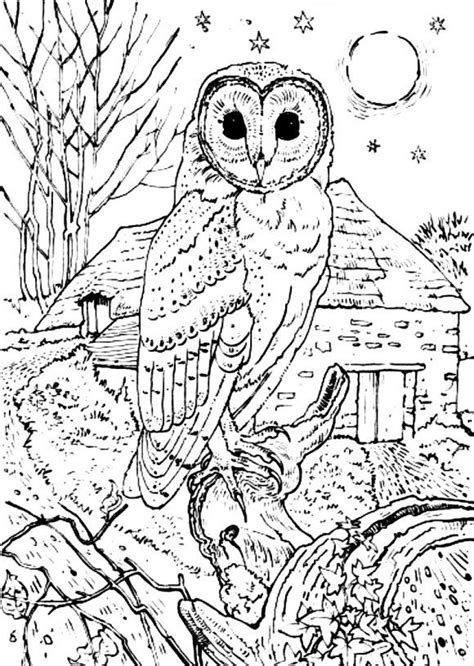 Animal Coloring Barn Owl Coloring Pages Print Barn Owl