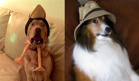 12 Dogs Who Arent Impressed With The Silly Hats Their