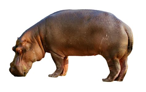Hippopotamus Hippo Mammal · Free Photo On Pixabay