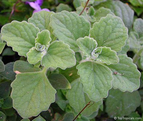 The camphor tree was brought to the american south in 1875 and planted on plantations, where it camphor trees will grow rapidly their first few years, then slow to 24 inches per year beyond that. Ist das ein Plectranthus ??? - Pflanzenbestimmung ...