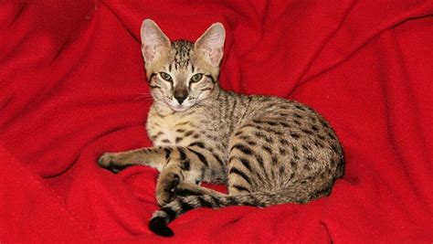 Are Savannah Cats Dangerous Or Do They Just Look Tough