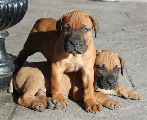 Boerboel Info Temperament Puppies Pictures