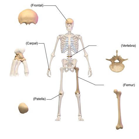 1 15 Types Of Bones No Diagram Quizlet