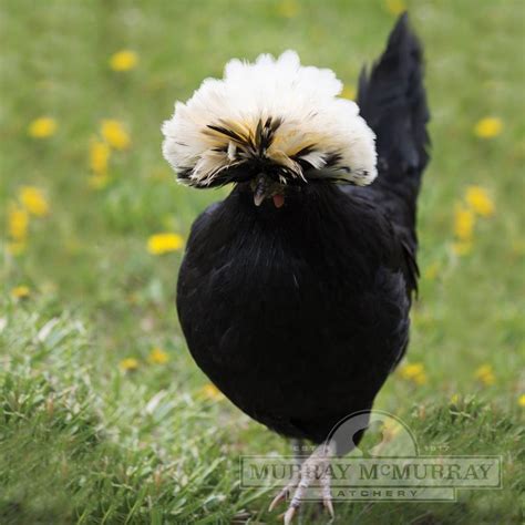 Murray Mcmurray Hatchery White Crested Black Polish