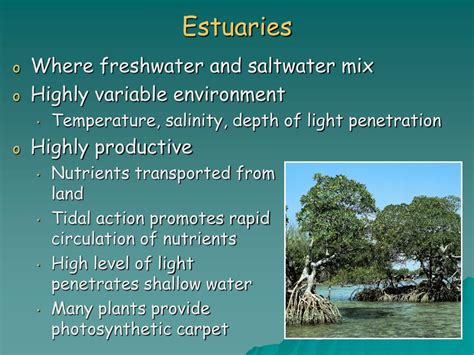 Ppt Chapter 6 Major Ecosystems Of The World Powerpoint Presentation