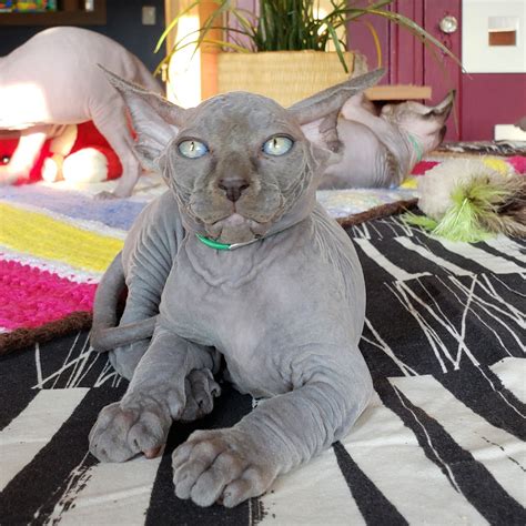 Sphynx Cats For Sale Brooklyn Ny 282798 Petzlover