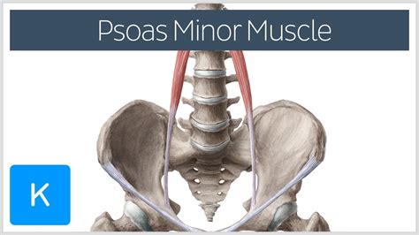 Psoas Muscle Surface Anatomy