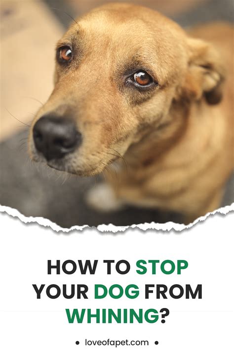 How To Stop Your Dog From Whining Love Of A Pet In 2021 Dog