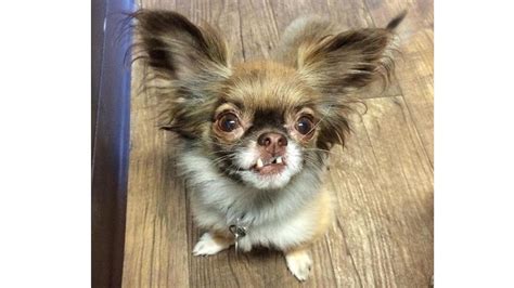 Das programm von bayern 3 und besonders die menschen hinterm. Chewie, der Chihuahua Der coolste Hund bei Instagram ...