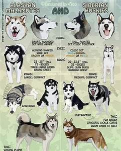 Difference Between Siberian Huskies And Alaskan Malamutes R Husky