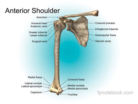 Shoulder Anatomy Bones See More About Shoulder Anatomy Bones