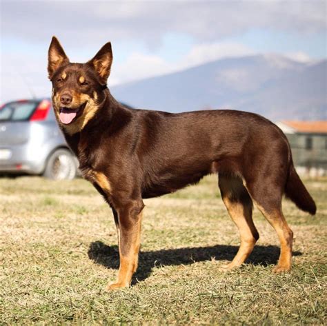 Kitchen equipment australian kelpie breeders. DogShapes - Home | Facebook