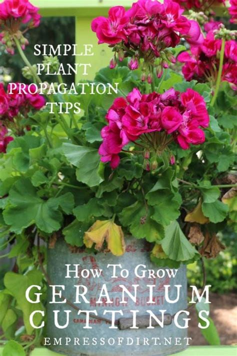 How To Take Cuttings From Geraniums Pelargoniums Empress Of Dirt