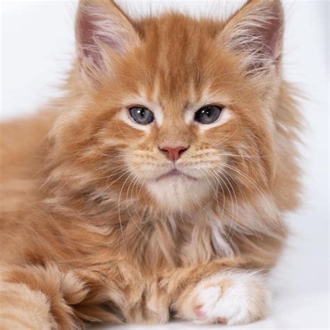 12 Maine Coon Cats For Sale Near Me Furry Kittens