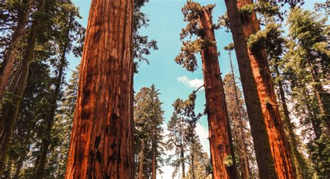 Exploring Sequoia National Park And Kings Canyon Must Sees And Hidden