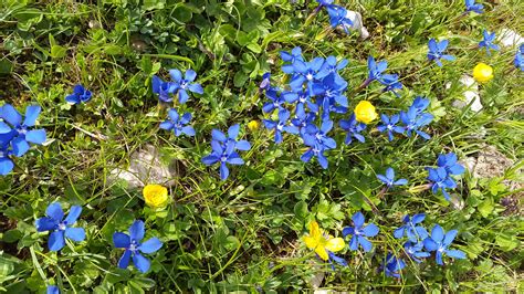 Images Gratuites La Nature Prairie Fleur Violet Floraison Vert