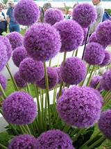 Plant With Big Purple Flowers Images