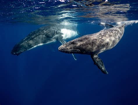 Here's how whales can help to tackle climate change | World Economic Forum