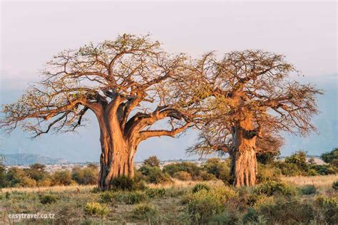 Amazing Baobab Tree The Iconic Tree Of Tarangire National Park
