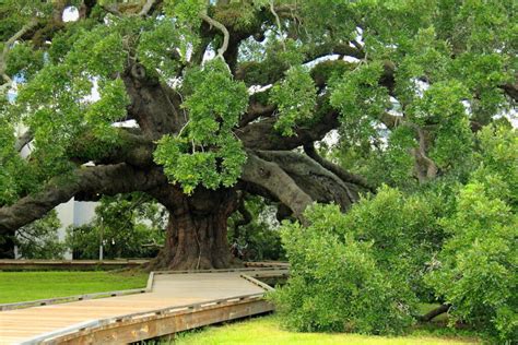 Majestic Florida Oak Tree Care Warner Tree Service