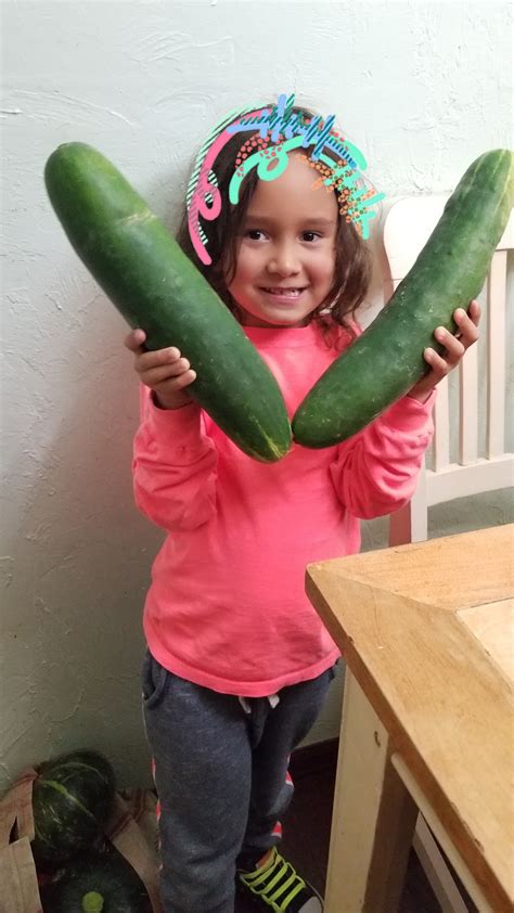 Huge Cucumbers