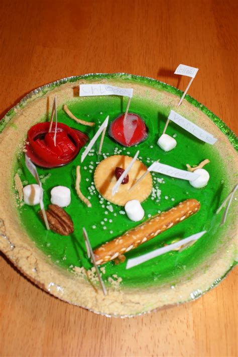 5 Edible Plant Cell Project Ideas Biological Science Picture