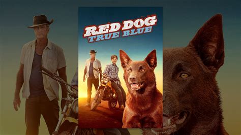 After enjoying the original red dog movie i was happy to find this prequel of the saga. Red Dog: True Blue - YouTube