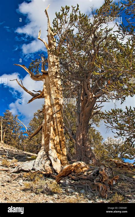 Bristlecone Pine Tree Hi Res Stock Photography And Images Alamy