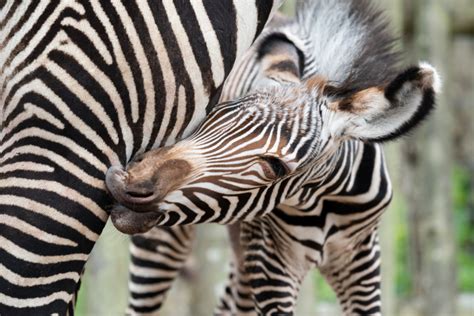 Marwell Zoo Welcomes Grevys Zebra Foal Zooborns