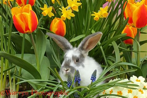 Thriving in harsh conditions, this durable, rabbit and deer resistant perennial plant is an indispensable for use in xeriscapes. Young rabbit among Spring flowers photo WP41625