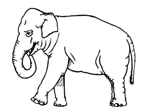 Are your children working with the alphabet? How to Draw an Elephant Coloring Page - NetArt