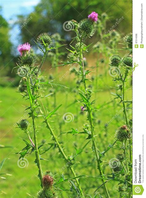 Spear Thistle Or Common Thistle Cirsium Vulgare Stock Photo Image Of