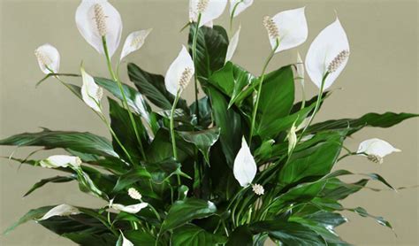 (24 c.) as ideal growing temperatures. 10 plants that purify the air in your environment - The ...