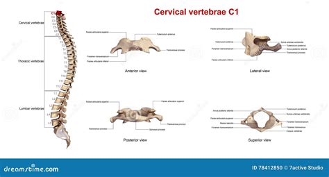 Vertèbres Cervicales C1 Illustration Stock Illustration Du Thoracique