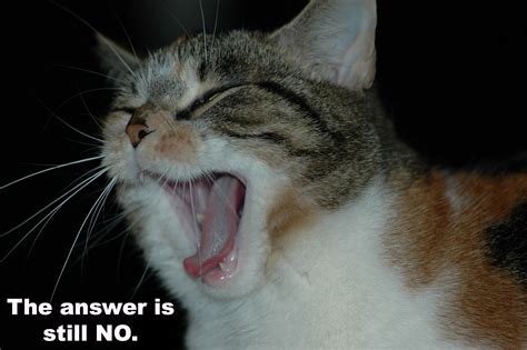 Cat Meme Quote Funny Humor Grumpy 62 Wallpapers Hd