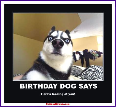 Funny Happy Birthday Memes With cats, Dogs & Funny Animals