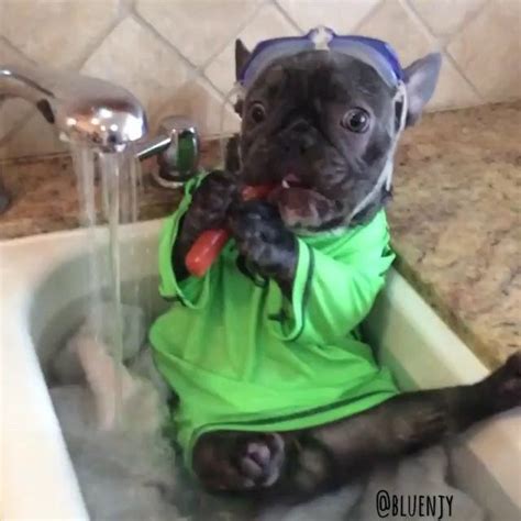 28 Animals That Know How To Survive Hot Summer Days Funny Animals