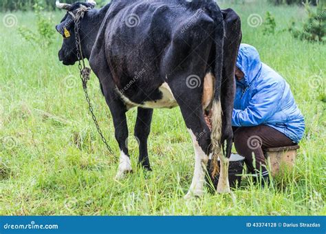 Woman Milking Cow Royalty Free Stock Photography CartoonDealer