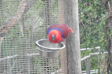 Eclectus Parrot Zoochat