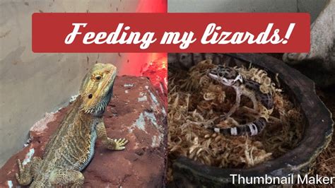 Feeding The Reptiles Youtube