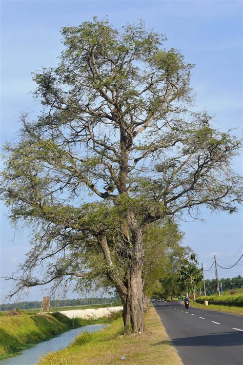 Pohon Asam Jawa Homecare24