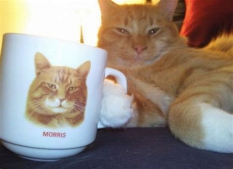 Komik Olmayı Sonsuza Kadar Sürdürecek 28 Kedi Fotoğrafı
