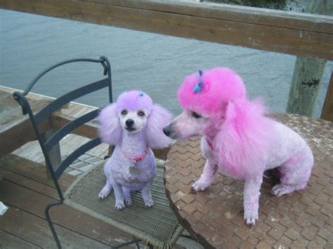 Pin By Sandee Starnes On Pink Poodles Pink Poodle Pink Dog Animals