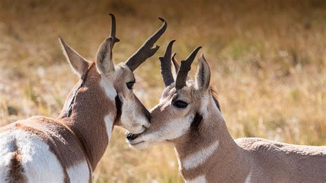 Free Photo Pronghorn Antelope Animal Antelope Jungle Free
